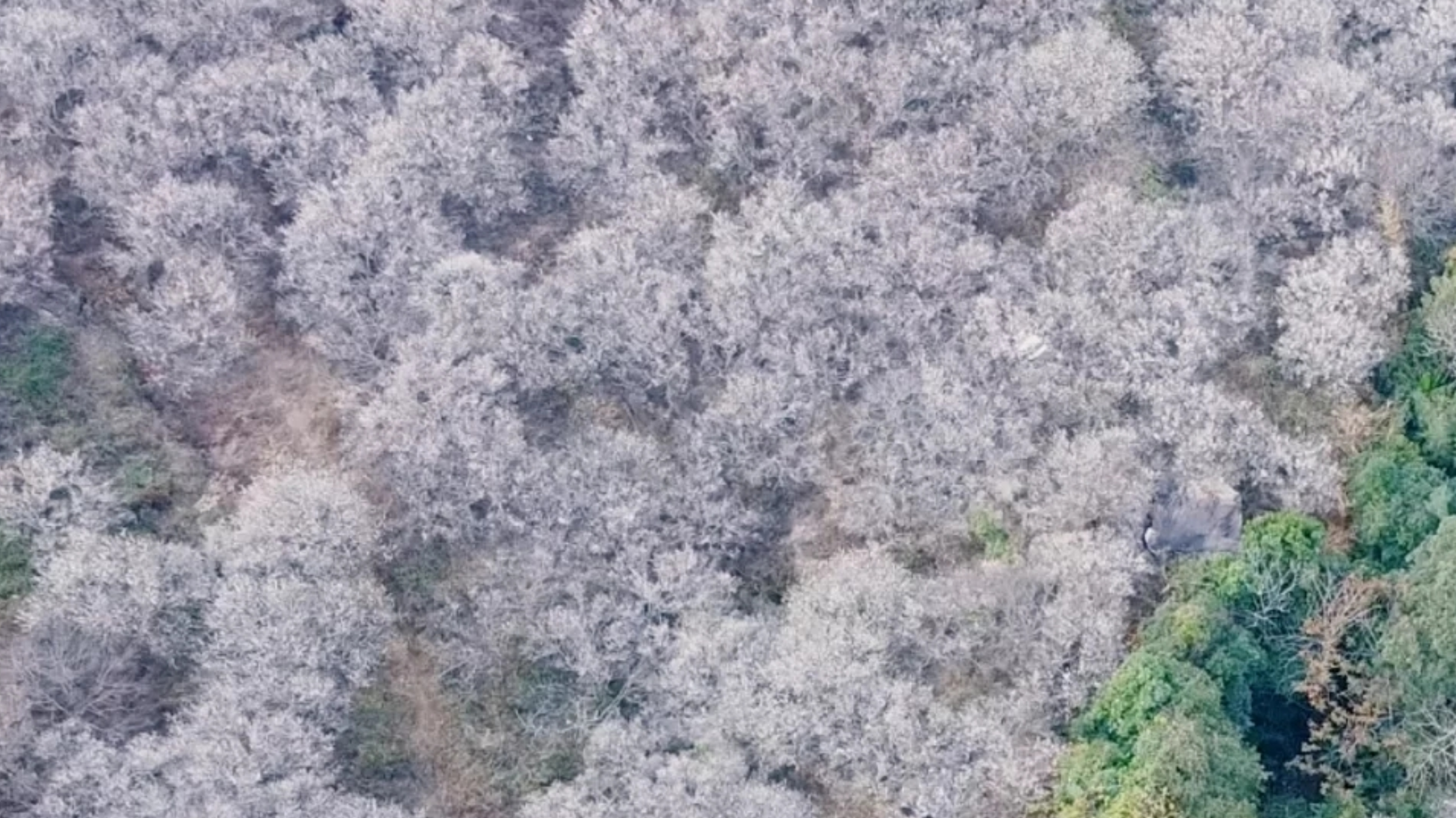 惠州赏梅花地方,惠州惠东梁化镇梅园