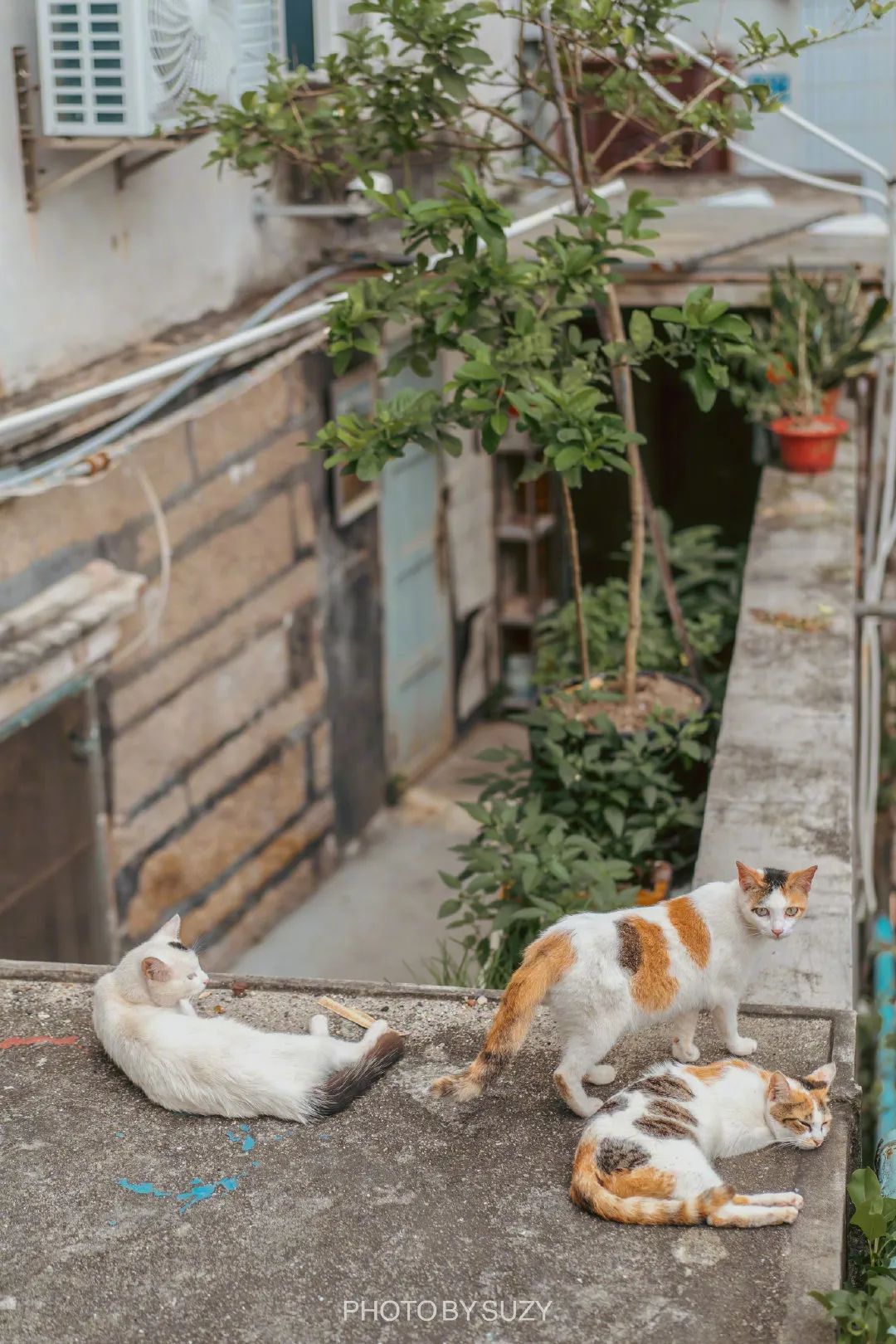 【闽山闽水物华新】又挖到宝藏旅游线路了！这份厦门两天一夜游玩攻略你一定要收藏！