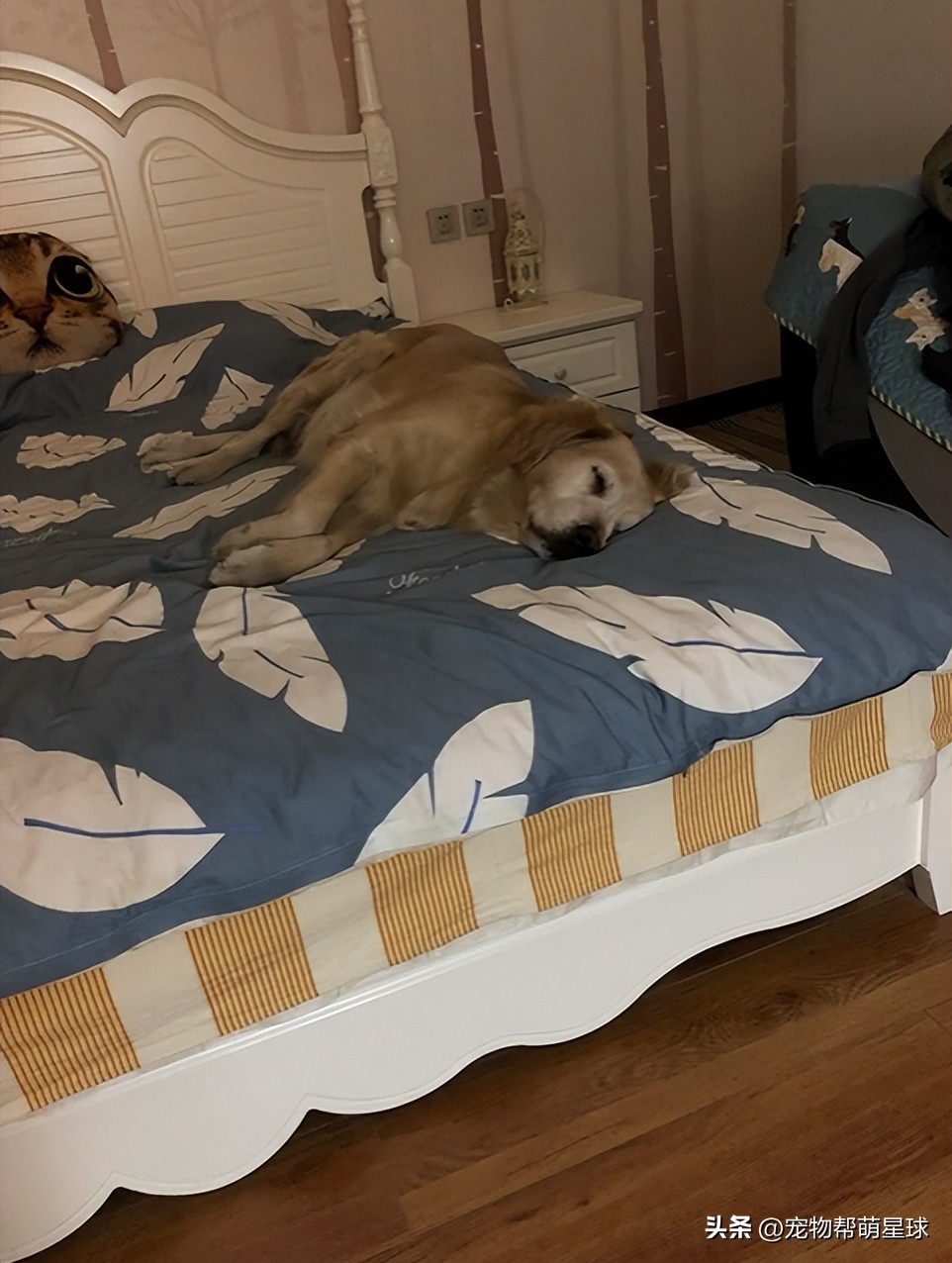 当你不见了宠物该怎么办,宠物不在了伤心怎么办