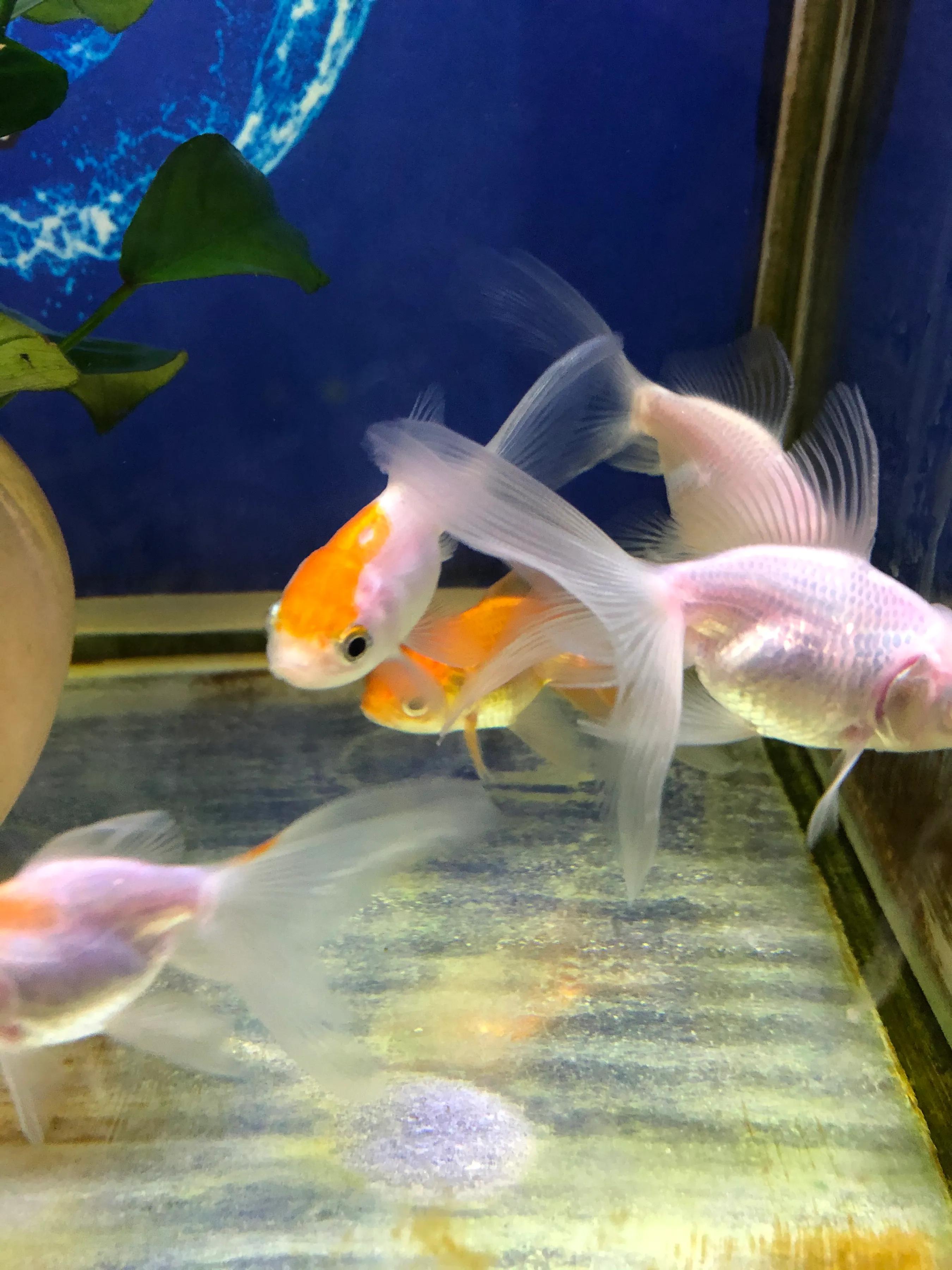 金鱼体表受伤擦什么药,金鱼体表粘液太多怎么办