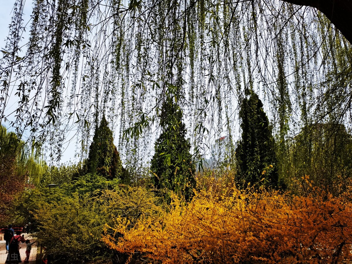 风吹杨柳万千条选段,风吹杨柳万千条指什么生肖