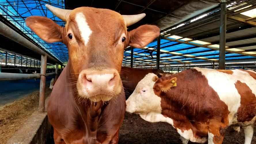 养肉牛和养殖母牛哪个利润大,养肉牛成本低还是养母牛成本低