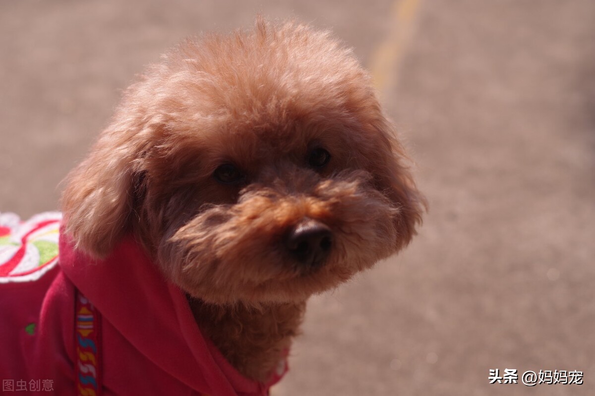 纯种泰迪犬和杂种泰迪,纯种泰迪犬小体泰迪