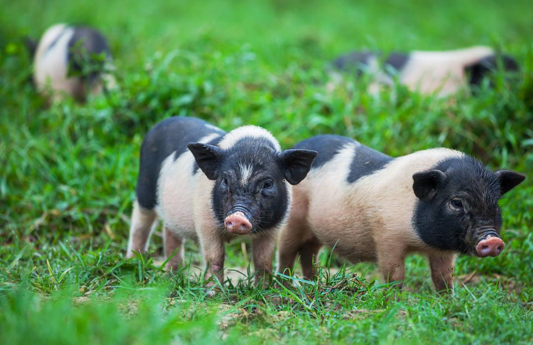 猪肉不香怎么回事啊,猪肉不香特别腥是有问题吗