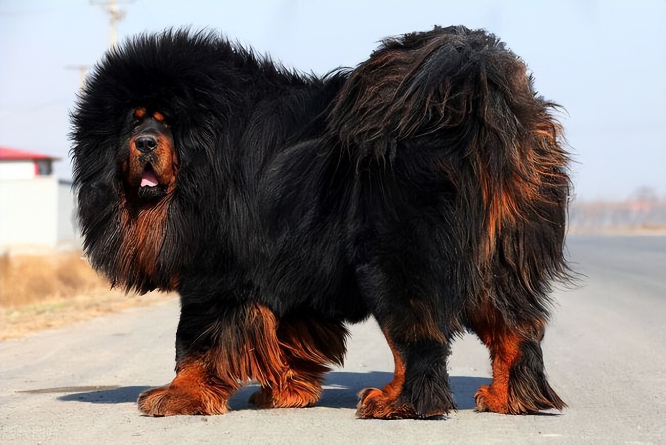 世界上最猛的藏獒,世界排名前十的藏獒猛犬