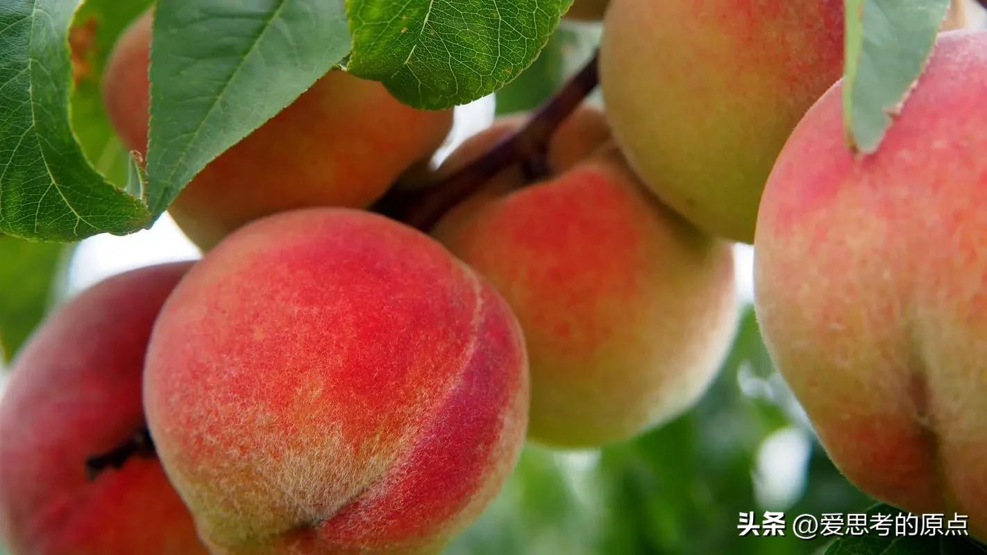 诗经桃之夭夭宜室宜家,桃之夭夭古诗及翻译