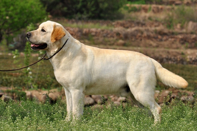 小拉布拉多身上有皮屑,拉布拉多身上都会有虫子的吗