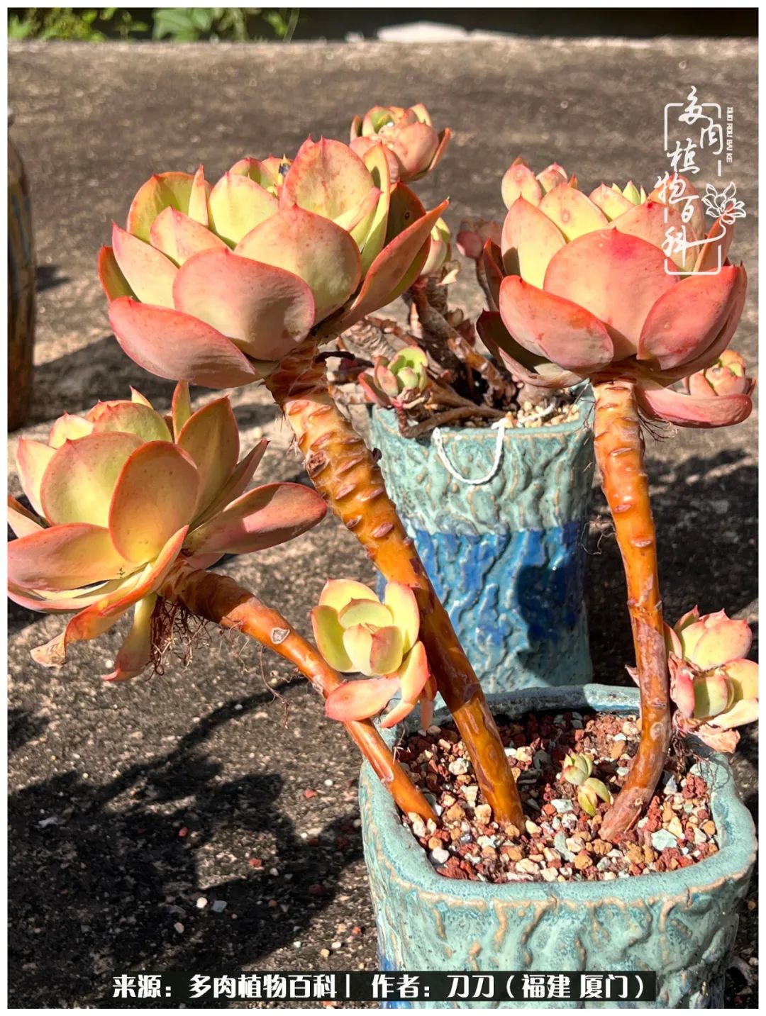 多肉夏季不好养品种有哪些,高花盆为什么养不好多肉