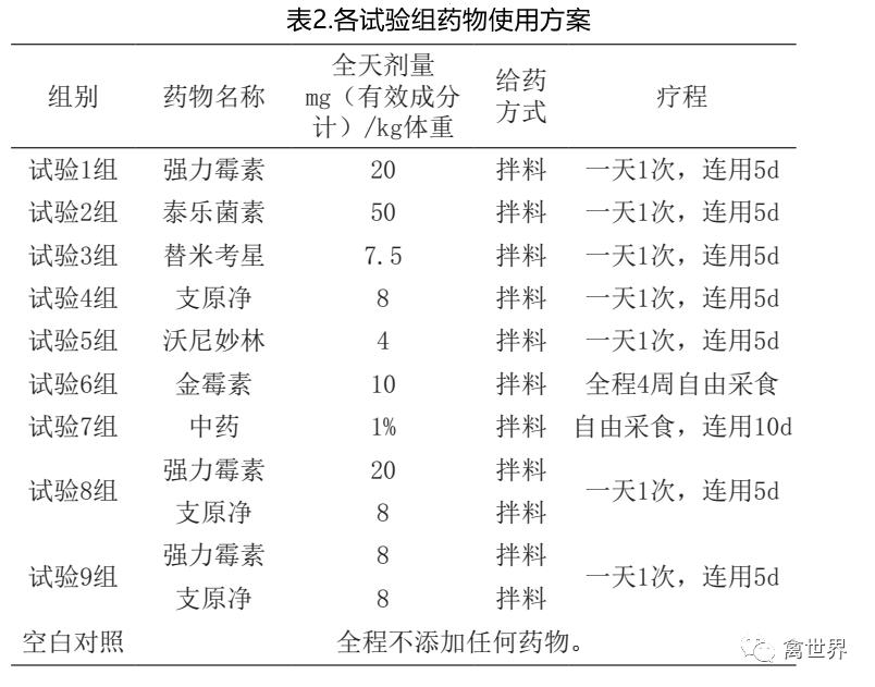 怎么快速检测蛋鸡滑液囊支原体,鸡的滑液囊支原体如何防控