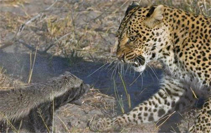 非洲“平头哥”蜜獾有多强?我来告诉你