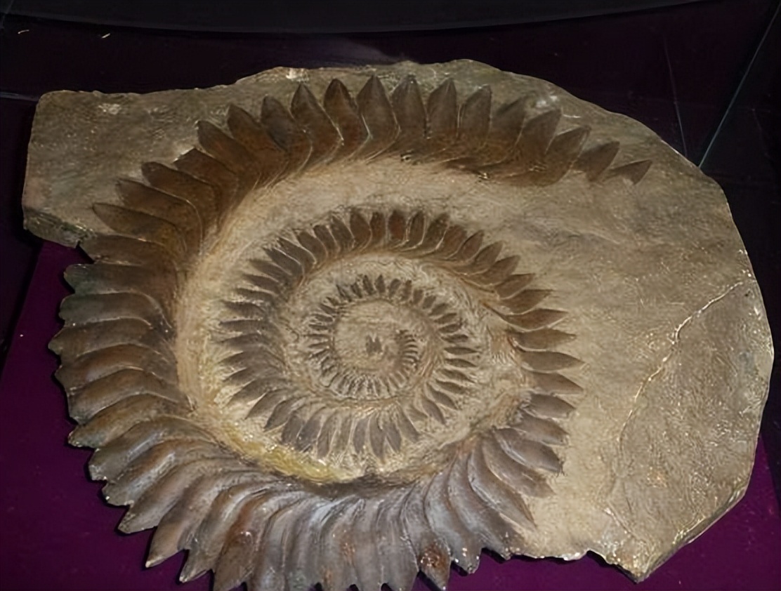 各种古生物化石图片,神秘的地球古生物昆虫化石