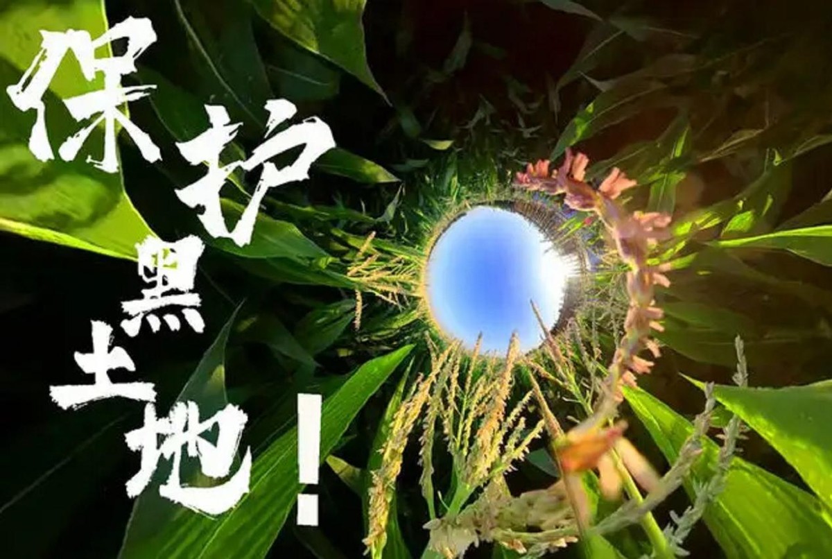 东北黑土地耕地中的大熊猫,东北黑土地保护大熊猫