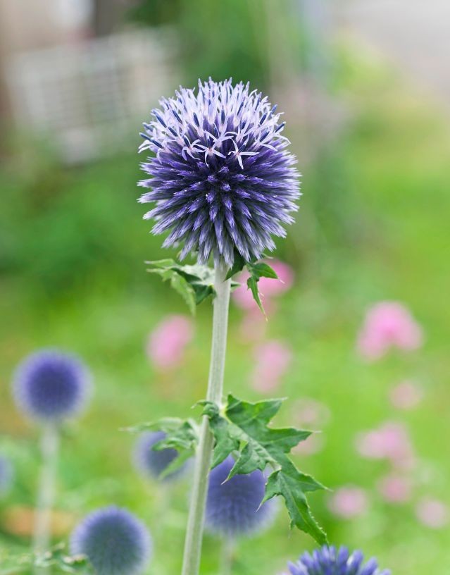 闀垮緱鍍忚冻鐞冧竴鏍风殑妞嶇墿,鍜岃冻鐞冩湁鍏崇殑妞嶇墿