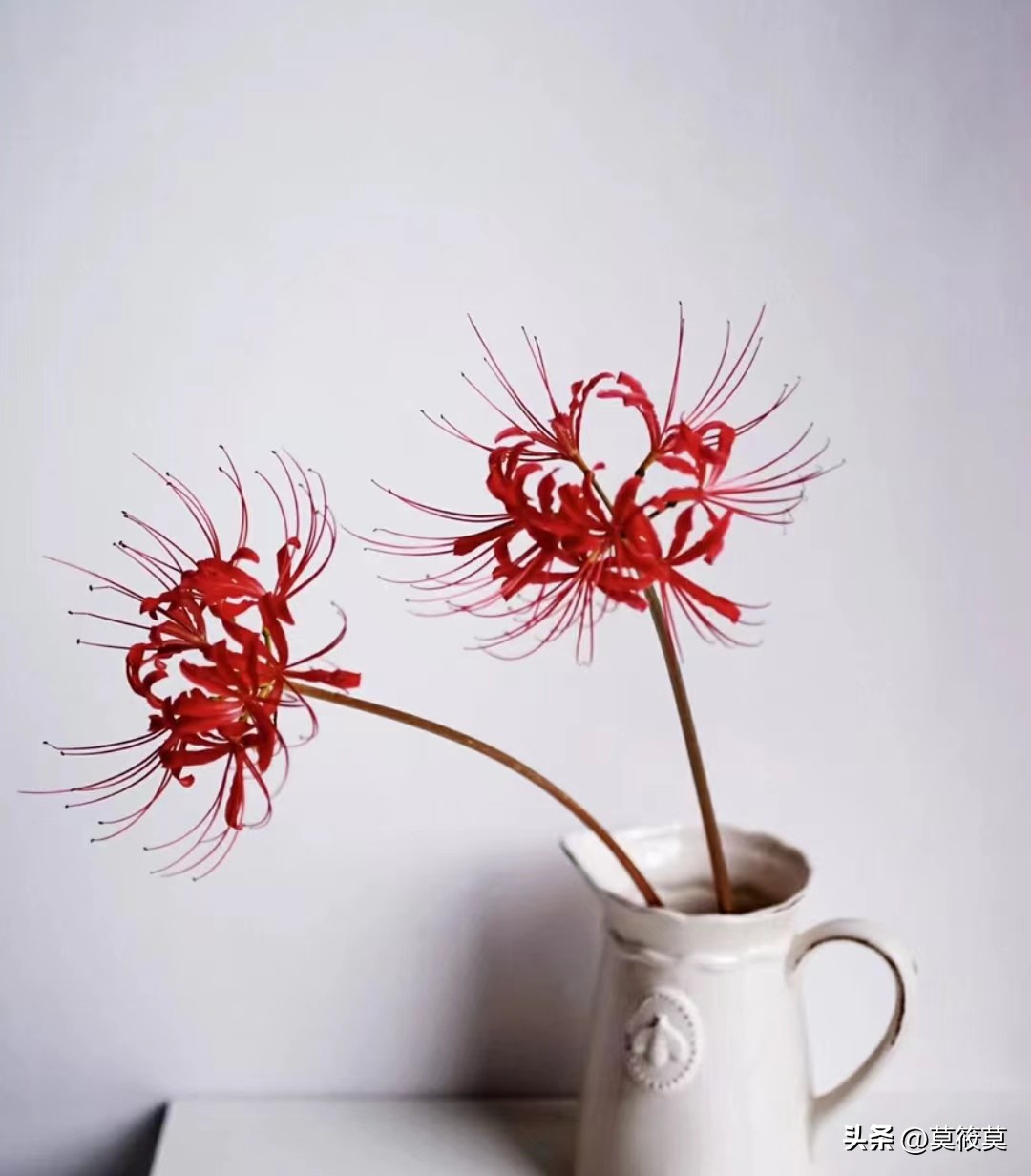 50种常见鲜花的花语大全,各种鲜花的花语和寓意图片欣赏