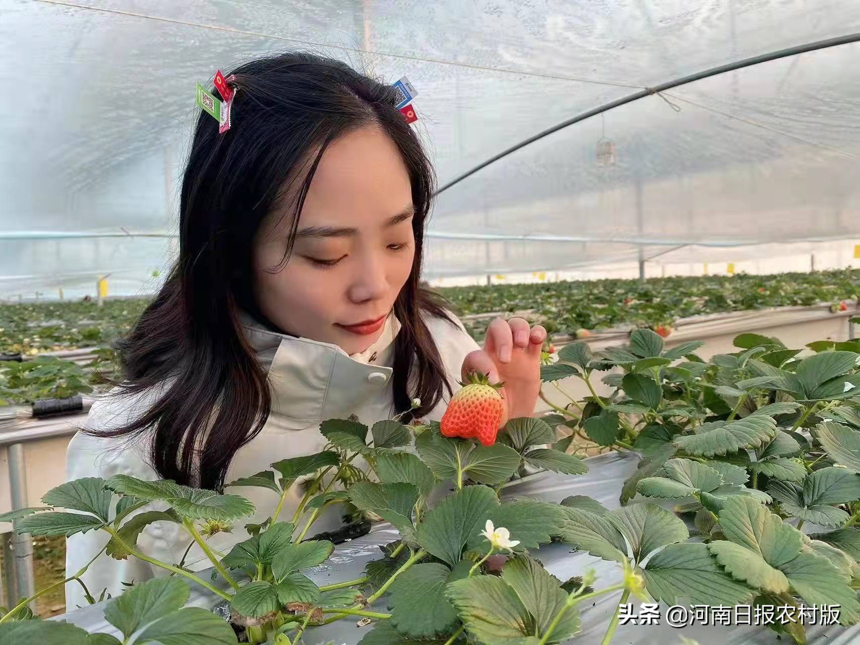 博浪大地再生金农业农村现代化的“原阳实践”