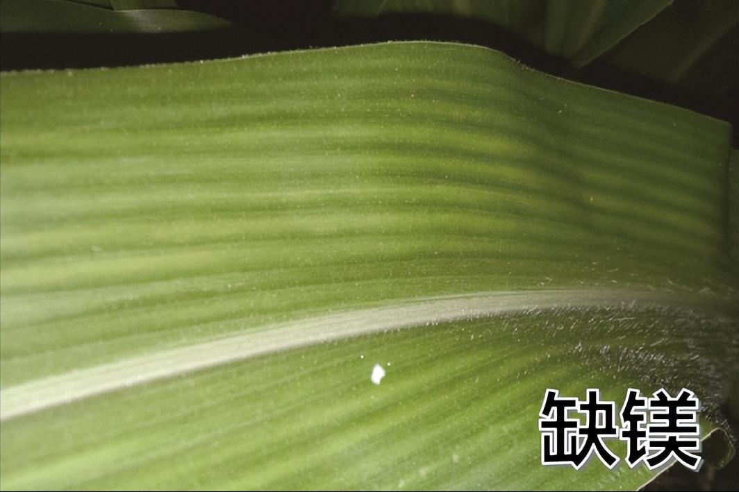 玉米苗施尿素叶子黄怎么办,玉米苗打除草剂叶子发黄怎么补救