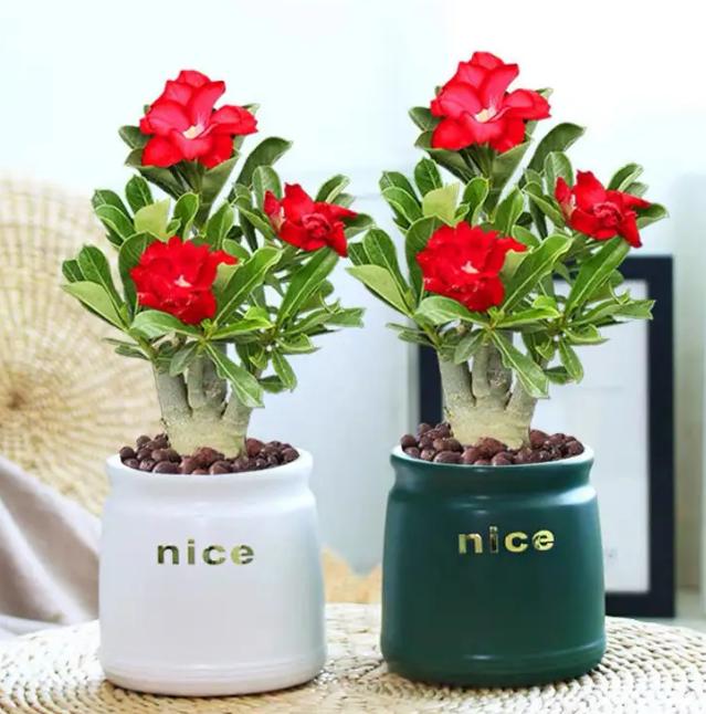 除甲醛的绿植如何摆放,屋里摆什么绿植除甲醛最快