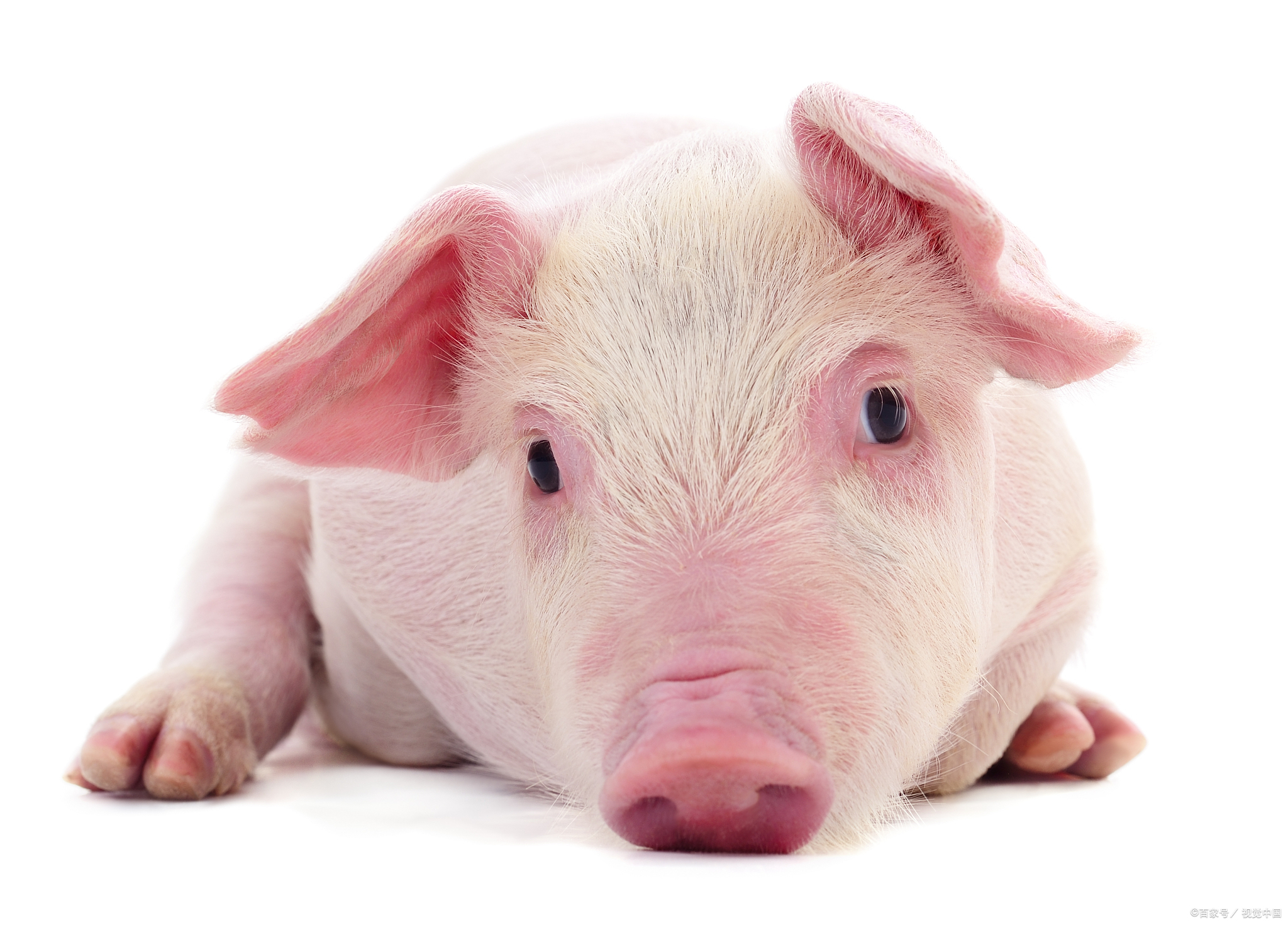 猪拉血是怎么引起的,猪拉血病打什么药