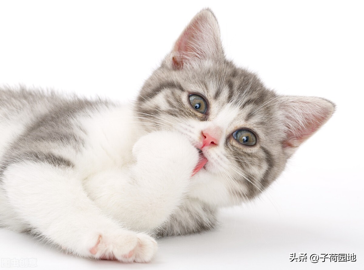 三年级作文描写动物怎样写,四年级描写小动物作文评语