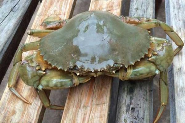 锯缘青蟹多少钱一只,锯缘青蟹家常做法