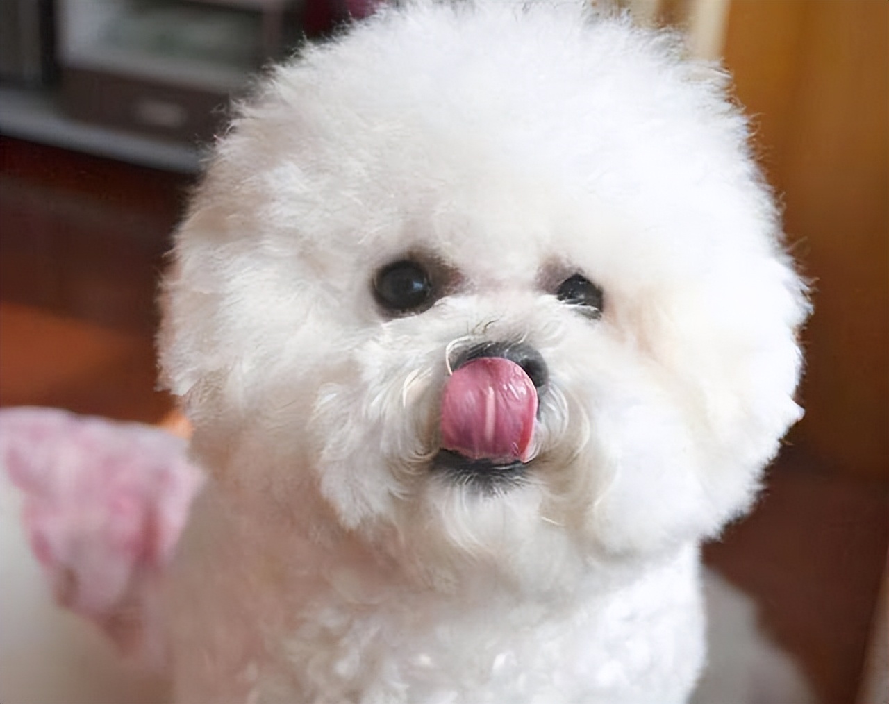 比熊犬老是舔人怎么办,比熊犬总是舔鞋子怎么制止