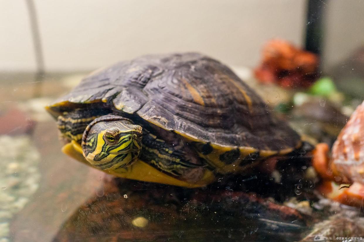 巴西龟取名巴神,巴西龟的特点和优点是什么