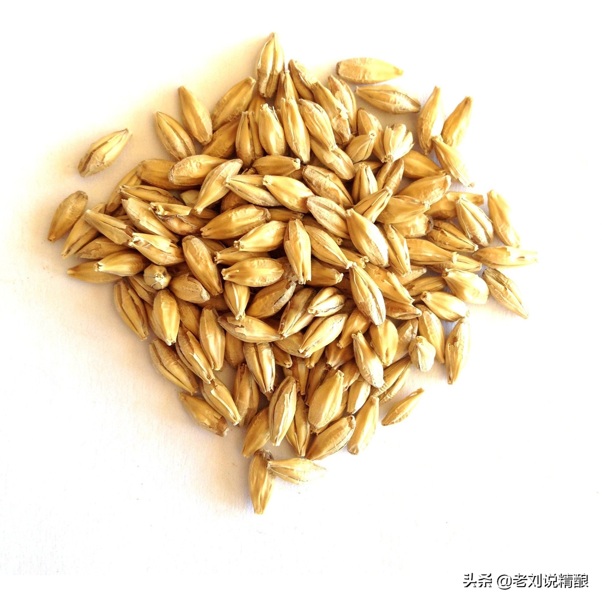 无大麦啤酒,没有啤酒花纯麦芽啤酒