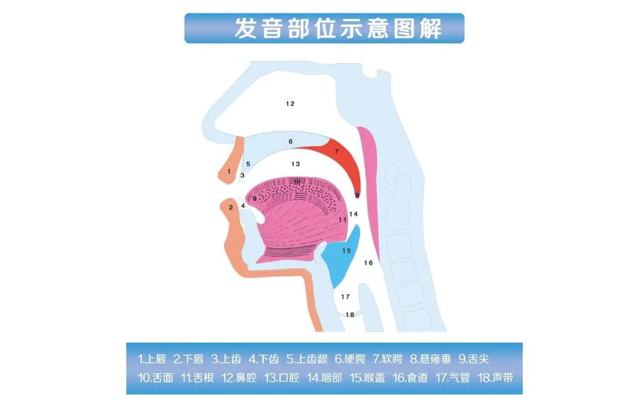 怎样区分nl发音好方法,n和l发音不清楚怎么办