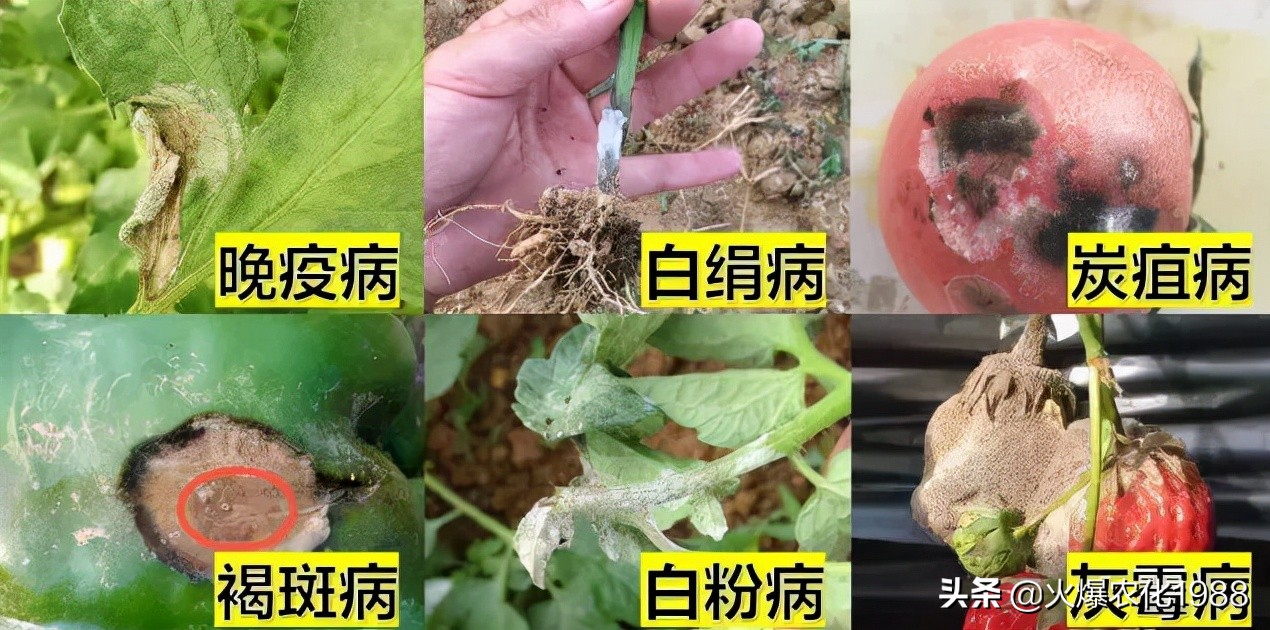 杀灭各种病原菌及微生物,如何杀真菌细菌病毒