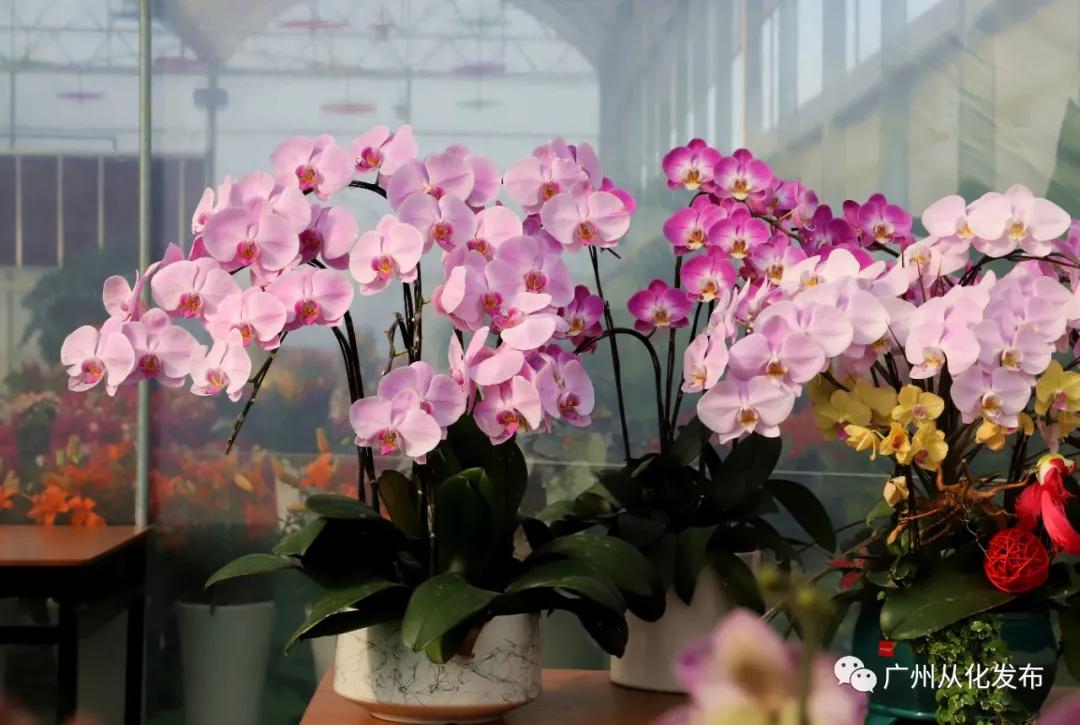 带你走进广州从化这家春节花卉超市~