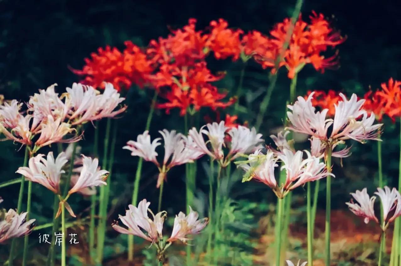 曼珠沙华培育,曼珠沙华要打造什么