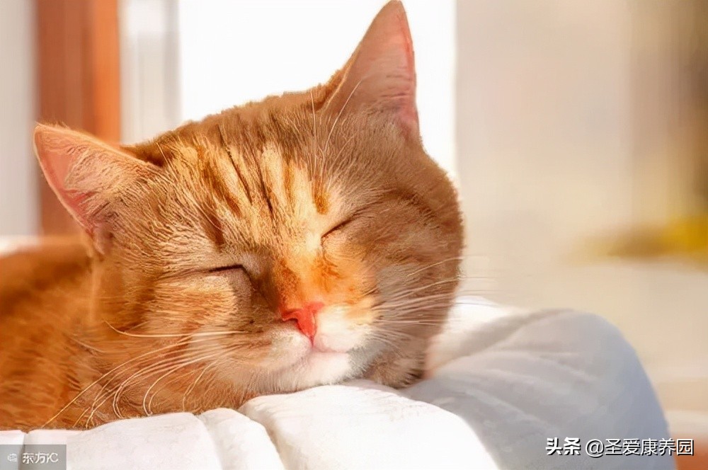 代谢已经损伤怎么减肥,代谢调理后怎样快点减重