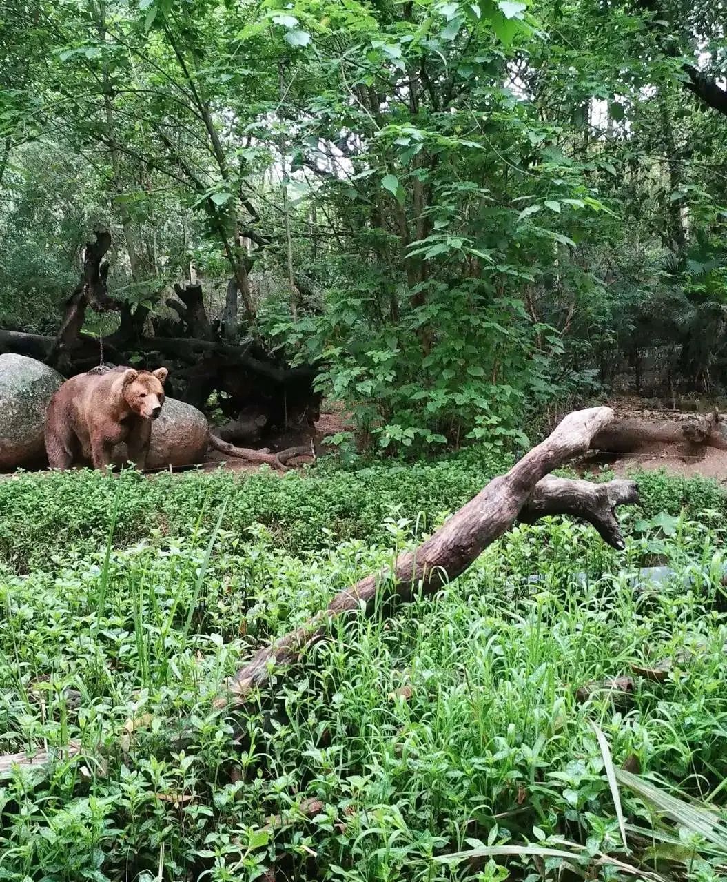 六刷广州长隆野生动物世界，強烈推荐-广州必游地（内含攻略）