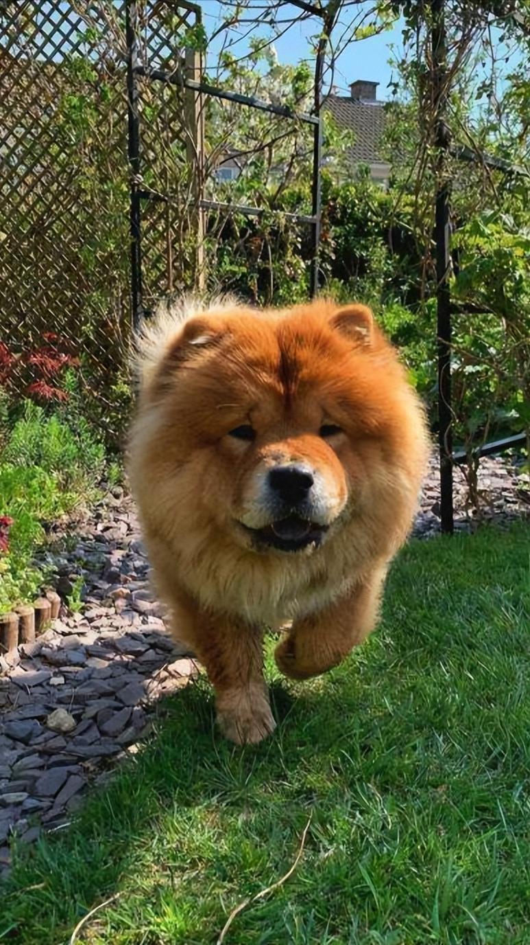 松狮犬白送都不养，太难“驾驭”了