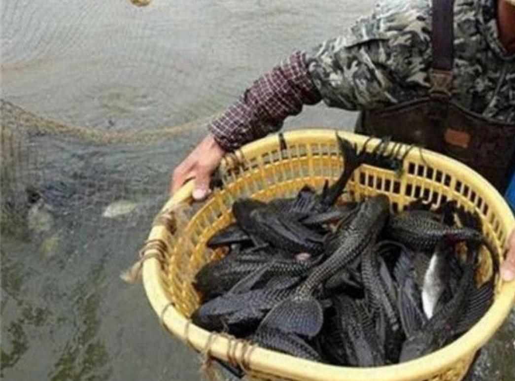 野外清道夫怎么才能消灭,清道夫泛滥成灾怎么处理