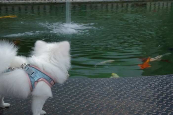 蚂蚁王国疯狂动物城,疯狂动物城初级版