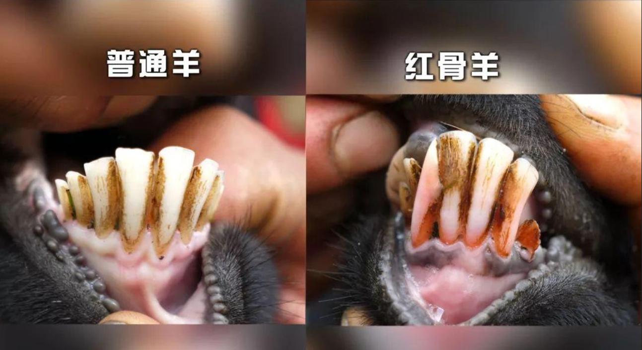 云南惊现怪羊,云南出现黑色怪羊