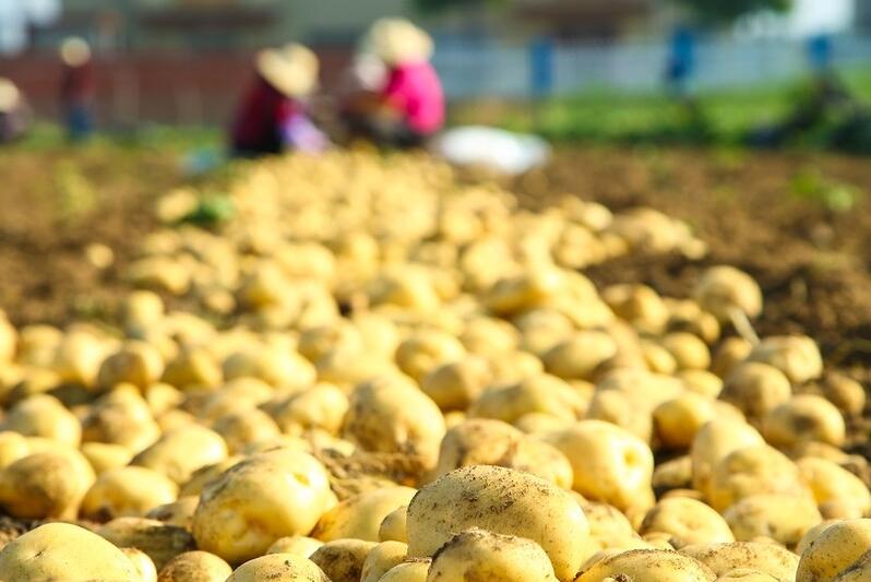 土豆怎么种植高产最好,土豆种植技术和培土方法