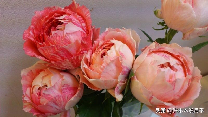 月季常见的毛病有哪些图片,月季黑心怎么回事