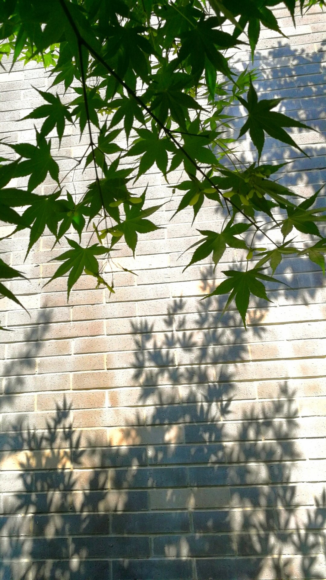 一寸光阴一寸金,一寸光景一寸金