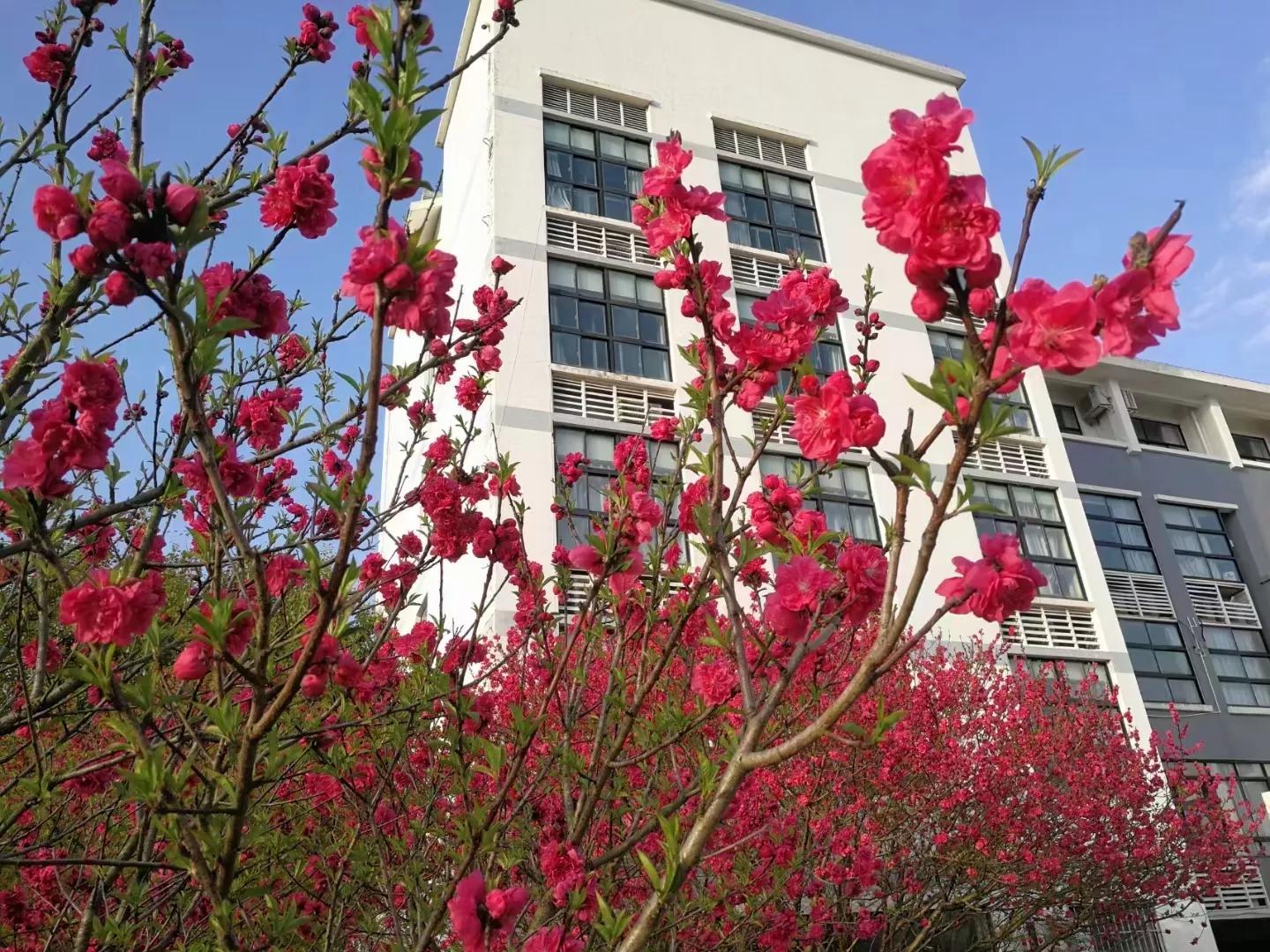 写红杏的诗有哪些,描述一枝红杏的诗句