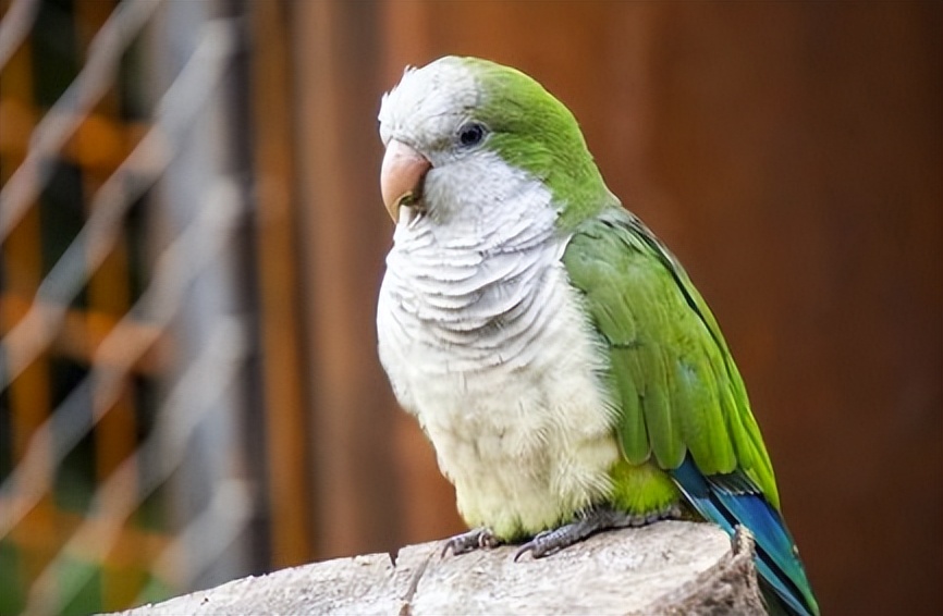 如何判断鹦鹉是单眼伤风还是换毛,鹦鹉常见病态表现有哪些