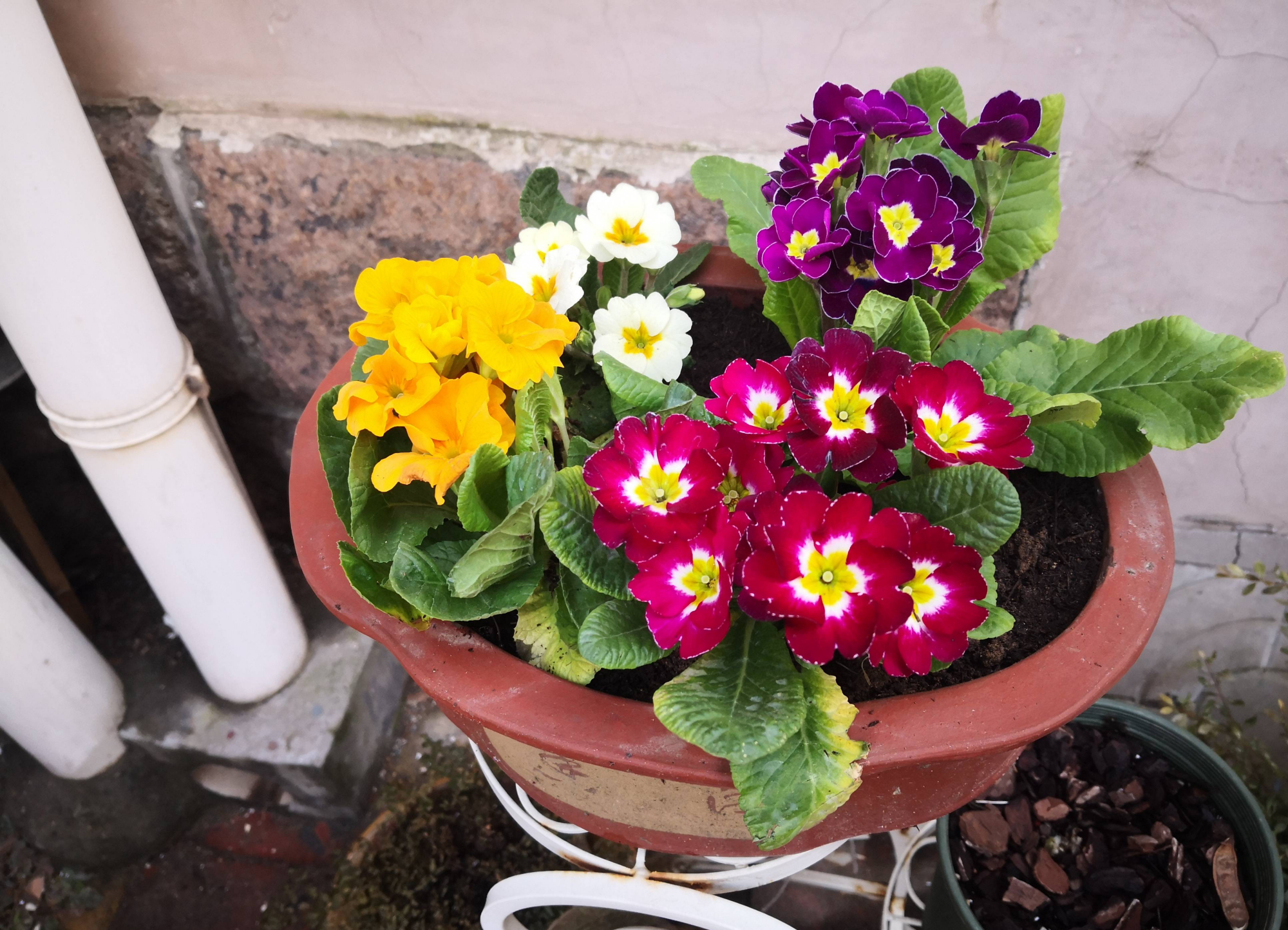 养花播种,养花小知识室内盆栽种植小技巧