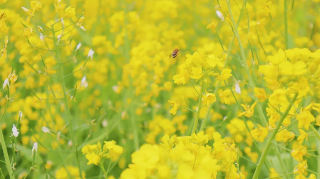 成都市区现实版桃花源记在哪里,成都公交可达的古镇