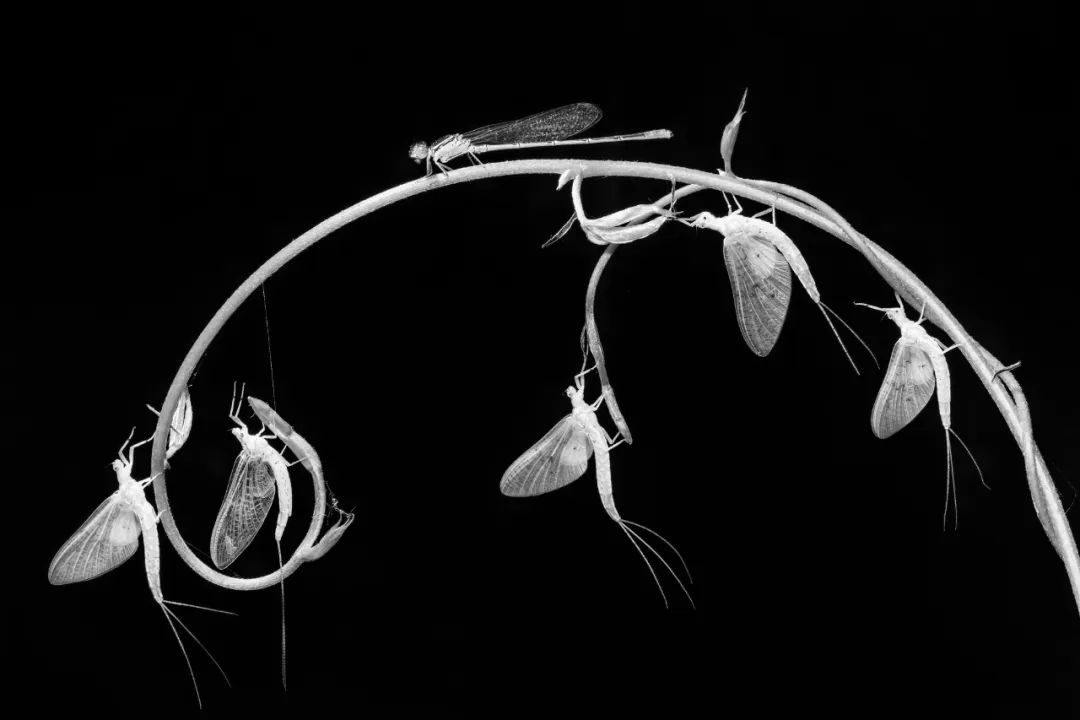 摄影师顾光辉：把爱好变成技能，摄影需要一种执着