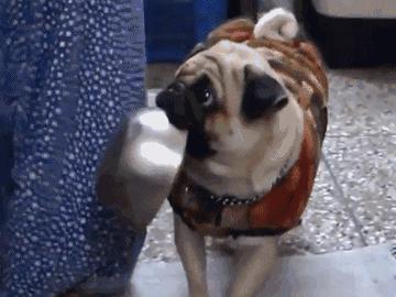 巴哥犬经常呕吐是怎么回事,巴哥犬剧烈运动后呕吐正常吗