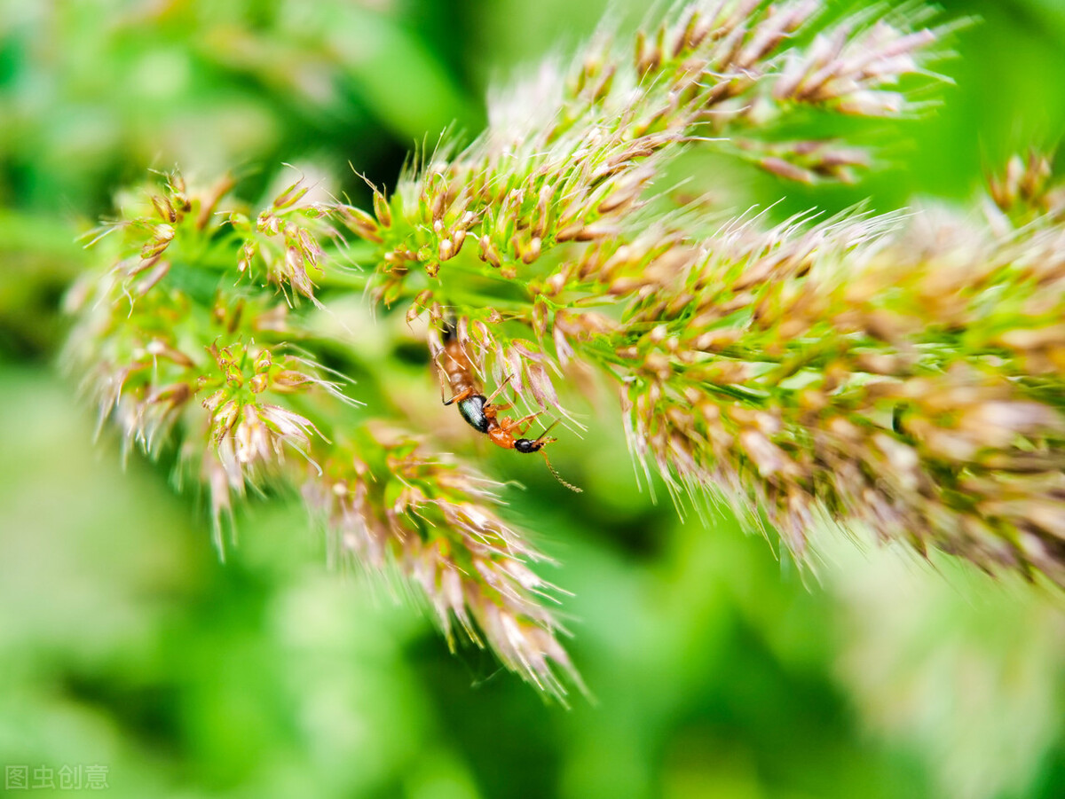隐翅虫导致皮肤腐烂,隐翅虫腐烂在皮肤上怎么办