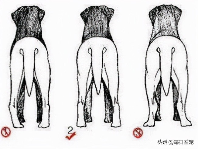 纯种拉布拉多犬特征介绍图解,纯种拉布拉多幼崽特征