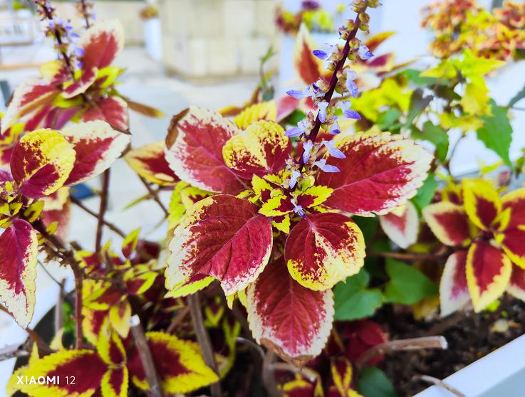 小米手机全面对标苹果,小米最新和苹果类似的手机