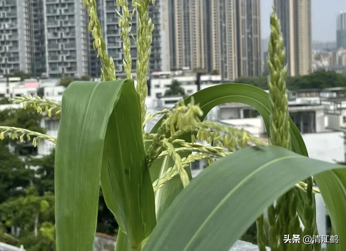 适合西北种植的玉米品种有哪些,适合南方种植的玉米品种排名